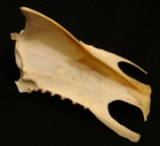 Borstbeen_Sint_Maartensgans